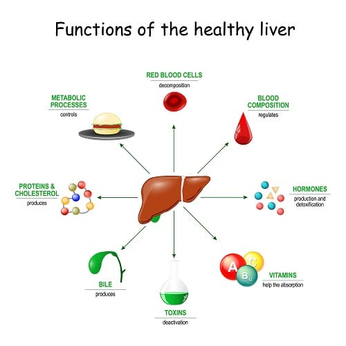 supporting liver health. Picture of the liver, and all of the different functions is performs in the body such as decomposition of red blood cells, metabolism, protein and cholesterol synthesis, hormones, vitamin and mineral storage, detoxification, and bile production