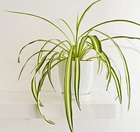 supporting liver health. Picture of  a spider plant, with green and light green striped leaves that look like a spider's legs. It is a great air-purifying plant that supports liver health and detoxification