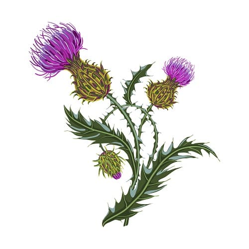 Hand-drawn picture of the herb milk thistle. Supporting liver health. Herbs for liver health. Protection for liver health