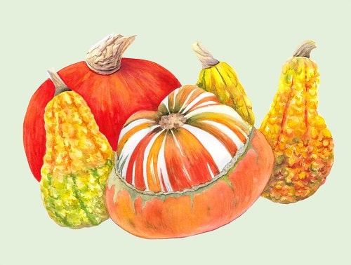 A colorful group of pumpkin squash, including yellow pumpkin, striped pumpkin, and orange pumpkin. health benefits of pumpkin seeds, roasted pumpkin seeds, benefits of pumpkin seeds, nutrition benefits of pumpkin seeds, health benefits of pumpkin seed, pepitas, health benefits of pepitas, roasted pepitas